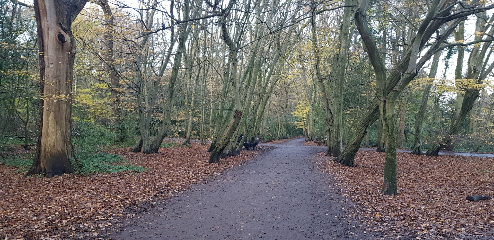 Highgate Woods